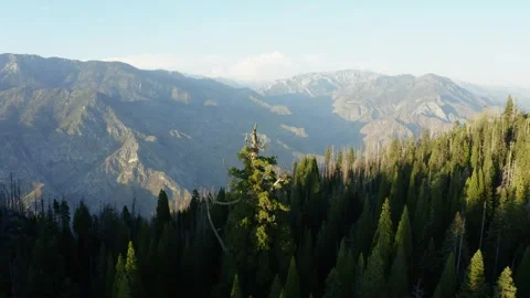 Sequoia tree fly by with Kings Canyon in the background in national forest near Stock Footage 336814690