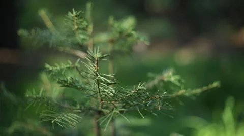 Sequoia tree Stock Footage 50803171