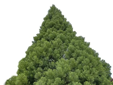 Sequoia tree isolated on white background. Sequoiadendron giganteum Foto stock