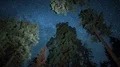 Sequoia Tree & Milky Way Galaxy in Grant Grove Kings Canyon Tilt Down 4k or 4k+ Resolution
