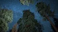 Sequoia Tree & Milky Way Galaxy in Grant Grove Kings Canyon Zoom In 4k or 4k+ Resolution