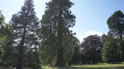 Sequoia tree in a park in England Video stock 133201846
