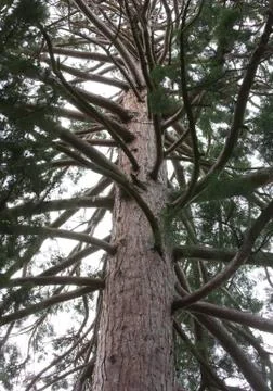 Sequoia tree Stock Photos