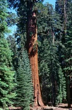 Sequoia tree Stock Photos