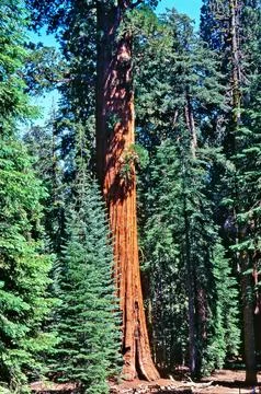 Sequoia Tree Stock Photos