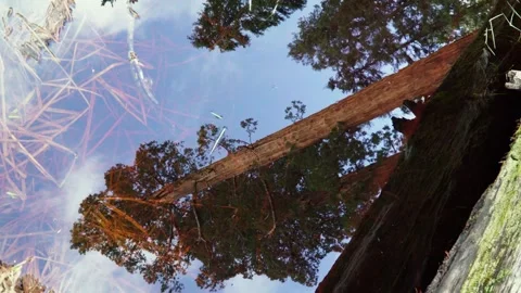 Sequoia tree reflected in water on partly cloudy day in Sequoia National Park Stock Footage 336842731