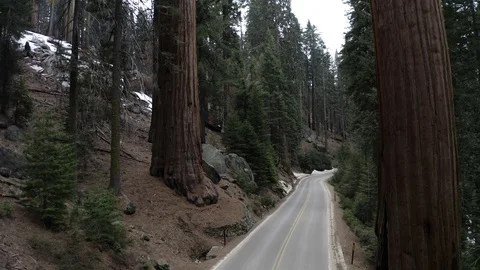Sequoia Tree on a road Stock Footage 127052489