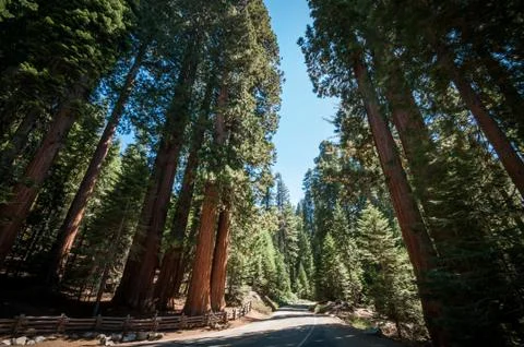 Sequoia tree street Stock Photos