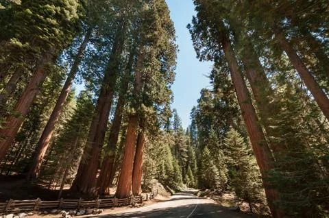 Sequoia tree street Foto stock