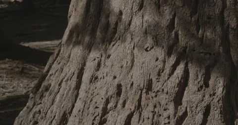 Sequoia Tree Stump (Close-Up) Stock Footage 168952460