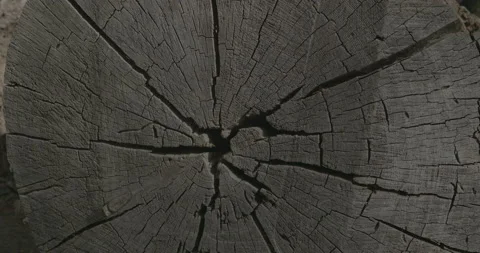 Sequoia Tree Stump (Top View) Stock Footage 168952266