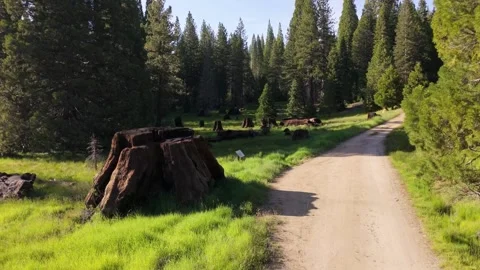Sequoia Tree Stumps Aerial View Along Forest Trail in Giant Sequoia Grove Stock Footage 337256863