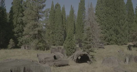 Sequoia Tree Stumps Stock Footage 168951881