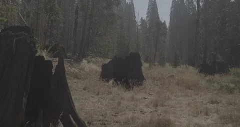 Sequoia Tree Stumps Stock Footage 168951944