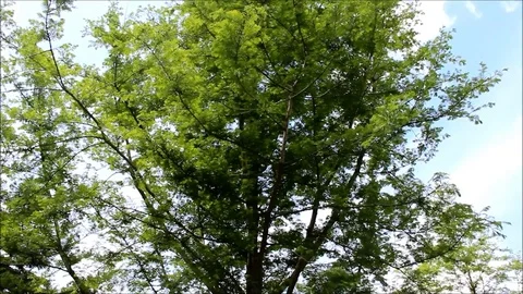 A Sequoia tree in the summer time with the sky in the background Stock Footage 77861447