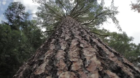 Sequoia tree, tracking back, smooth 動画素材 56325420