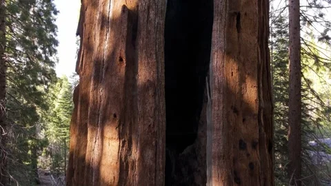 Sequoia Tree Trunk Close View Revealing Massive Bark and Fire Scar in Forest Stock Footage 337256962