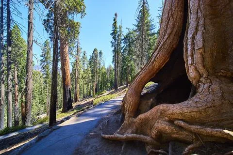 Sequoia Tree Trunk Forest Path and Sunlit Trail in California Woodland Foto stock