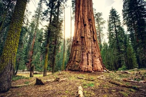 Sequoia Tree Trunk, Sequoia National Park, California Stock Photos