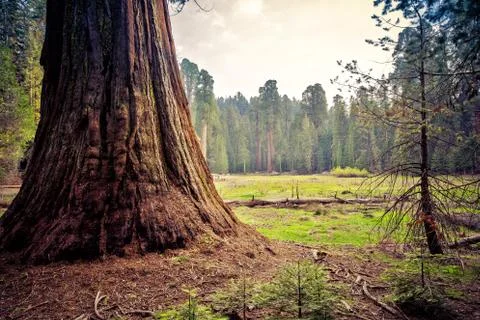 Sequoia Tree Trunk, Sequoia National Park, California Stock Photos