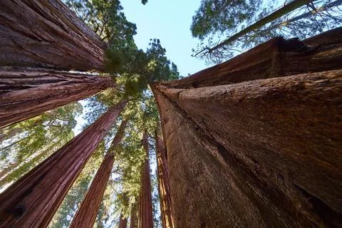 Sequoia Tree Trunks and Canopy Low Perspective in Lush California Forest Stock Photos