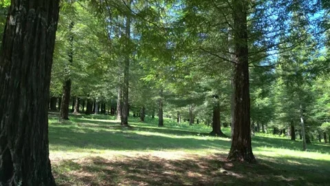 Sequoia Trees At Bosque de Colon In Pontevedra, Spain. drone shot Stock Footage 278094570