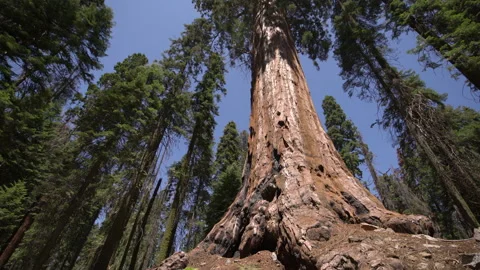 Sequoia Trees Dolly And Pan Shot Sequoia National Park Sierra Nevada Mountains Stock Footage 161203303