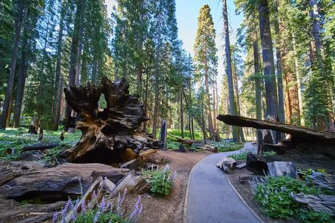 Sequoia Trees Fallen Log and Scenic Congress Trail in Sunlit Forest Landscape 스톡 사진