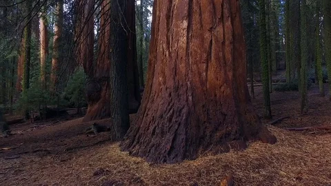 Sequoia trees in the giant forest close up shot Stock Footage 88874075