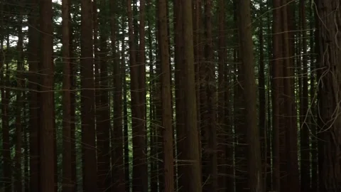 Sequoia trees in northern Spain Stock Footage 140282526