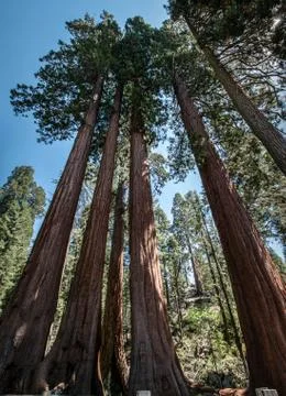 Sequoia trees Stock Photos
