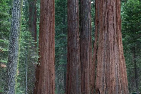 The sequoia trees 库存照片