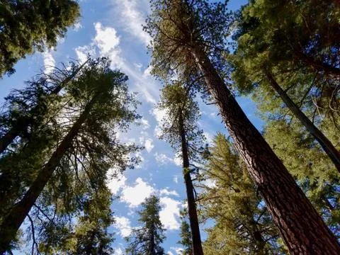 Sequoia Trees Stock Photos