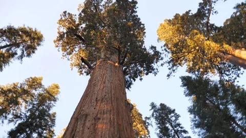 Sequoia trees in rotation clip Stock Footage 99606679