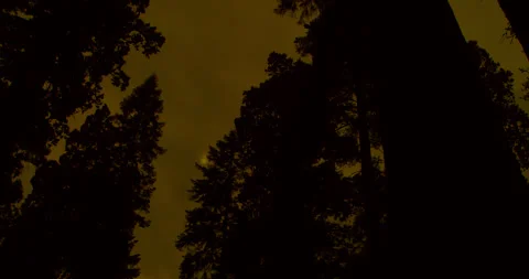 Sequoia trees with the sun fighting to burn through a sky choked with smoke. Stock Footage 339108040
