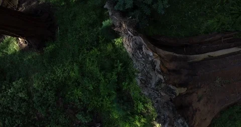 Sequoia Trunk Spin Stock Footage 97752528