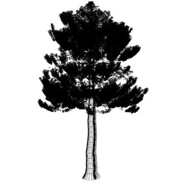 Sequoiadendron Giganteum (Giant Sequoia) 3D Model