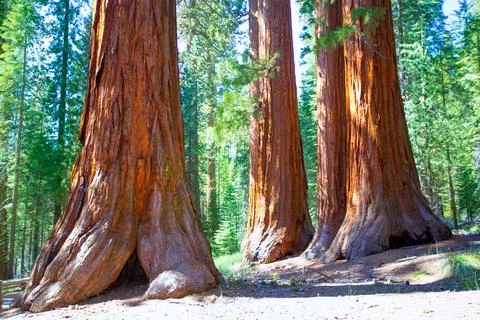 Sequoias Bachelor and three Graces in Mariposa Grove at Yosemite National P.. Stock Photos