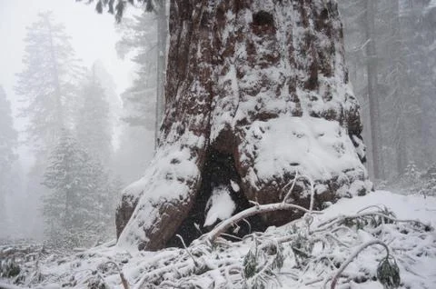 Sequoia's covered in Snow Stock Photos
