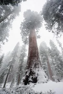 Sequoia's covered in Snow Stock Photos