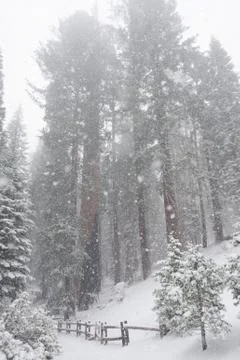 Sequoia's covered in Snow Stock Photos