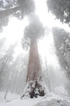 Sequoia's covered in Snow Stock Photos