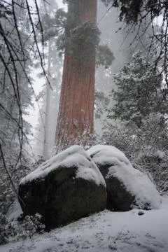 Sequoia's covered in Snow Stock Photos