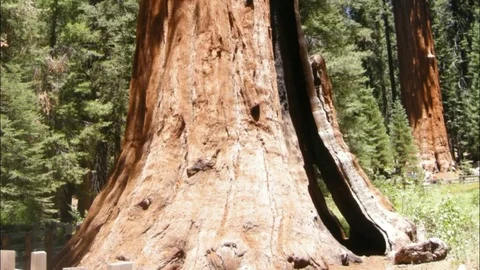Sequoias in Sequoia National Park Vidéo 77189080