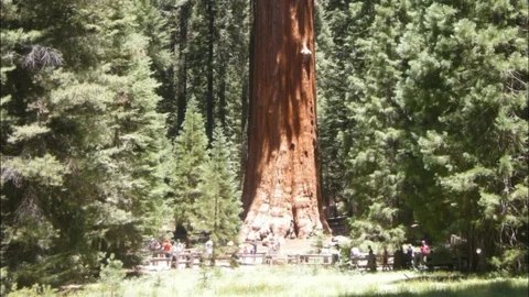 Sequoias in Sequoia National Park Stock Footage 77189086