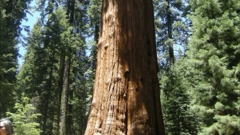 Sequoias in Sequoia National Park Stock Footage 77189097