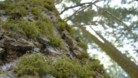 Sequoias in Sequoia National Park Stock Footage 77189157