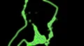 ser-11 - neon outlined gogo dancer silhouette in green HD Footage