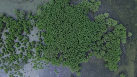 Serangan mangrove tree Vídeo Stock 84732827