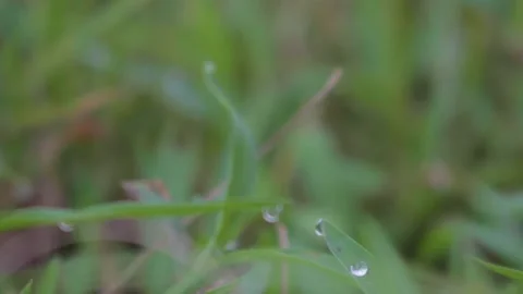 Serangga dan CU Sawah14 Stock Footage 239699014